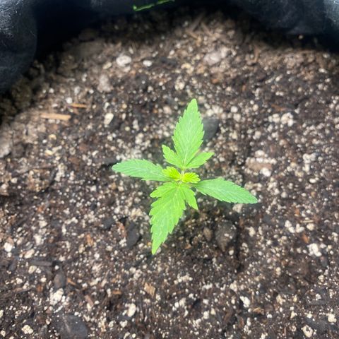 Auto star #2 growlog photo: Cod leaves yellowing, exhausted nutrients from seed