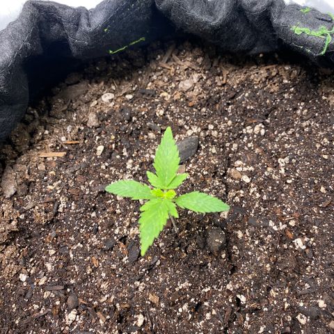 Auto star #2 growlog photo: Cod leaves yellowing, exhausted nutrients from seed