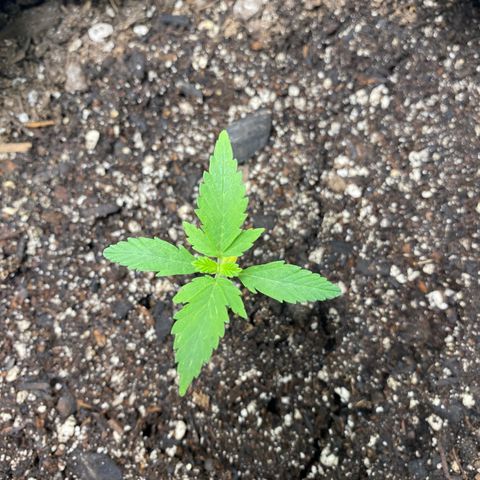 Auto star #2 growlog photo: Cod leaves yellowing, exhausted nutrients from seed