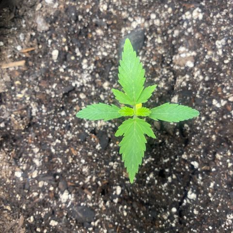Auto star #2 growlog photo: Cod leaves yellowing, exhausted nutrients from seed