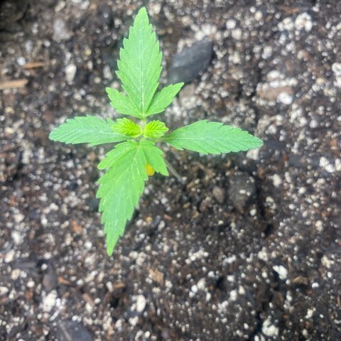 Auto star #2 growlog photo: Cod leaves yellowing, exhausted nutrients from seed