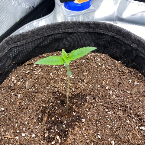 HoneyCream 1 growlog photo: Significant stretching last 2 days, added additional dirt