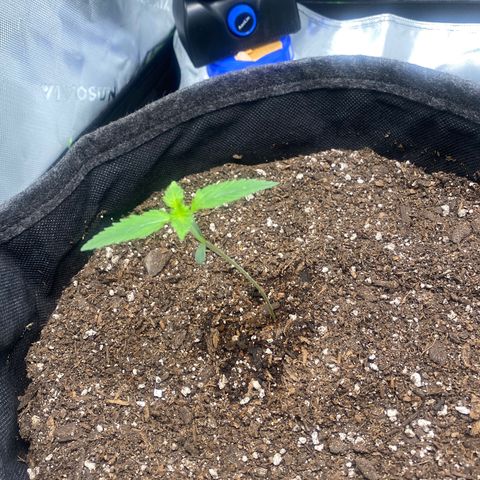 HoneyCream 1 growlog photo: Significant stretching last 2 days, added additional dirt