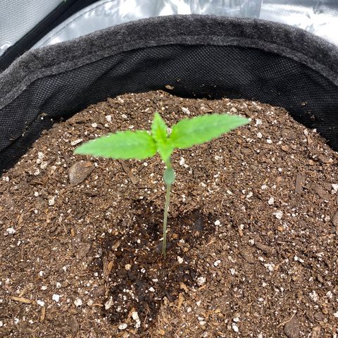 HoneyCream 1 growlog photo: Significant stretching last 2 days, added additional dirt