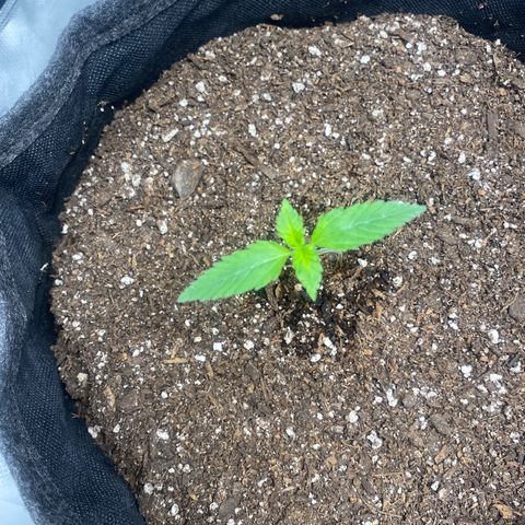 HoneyCream 1 growlog photo: Significant stretching last 2 days, added additional dirt