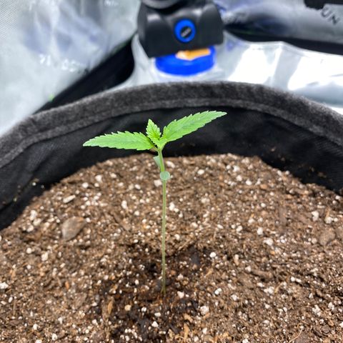 HoneyCream 1 growlog photo: Significant stretching last 2 days, added additional dirt
