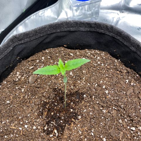 HoneyCream 1 growlog photo: Significant stretching last 2 days, added additional dirt