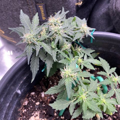 Star 1 growlog photo: Trichomes? 
Frosting