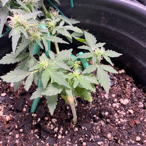Star 1 growlog photo: Trichomes? 
Frosting