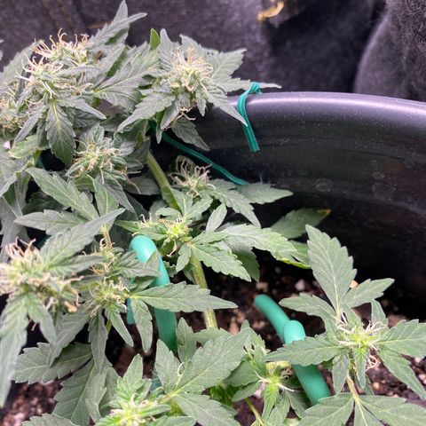 Star 1 growlog photo: Trichomes? 
Frosting