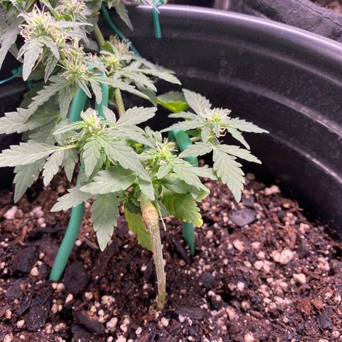 Star 1 growlog photo: Trichomes? 
Frosting