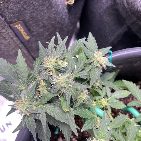 Star 1 growlog photo: Trichomes? 
Frosting