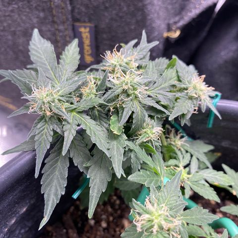 Star 1 growlog photo: Trichomes? 
Frosting