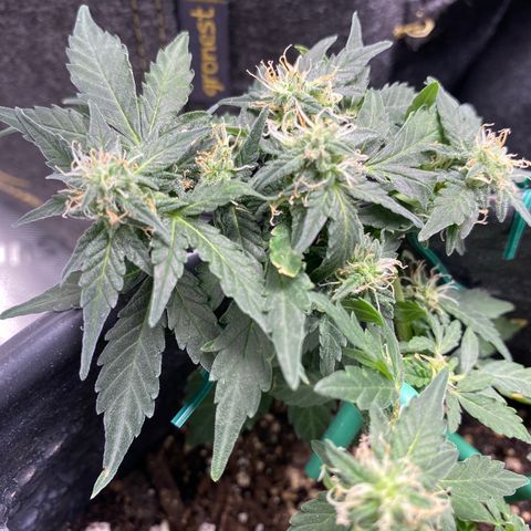 Star 1 growlog photo: Trichomes? 
Frosting