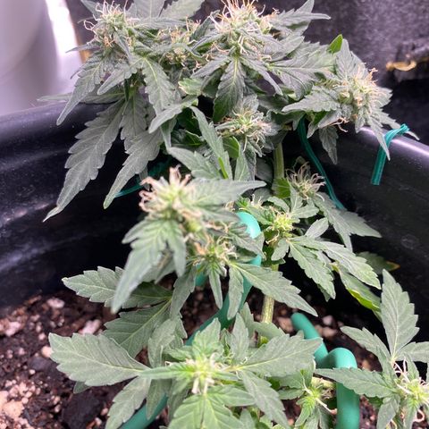 Star 1 growlog photo: Trichomes? 
Frosting