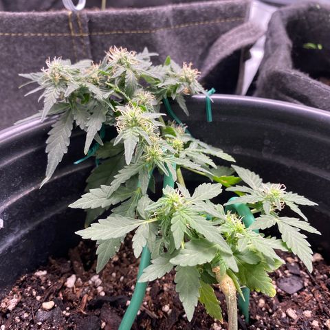 Star 1 growlog photo: Trichomes? 
Frosting