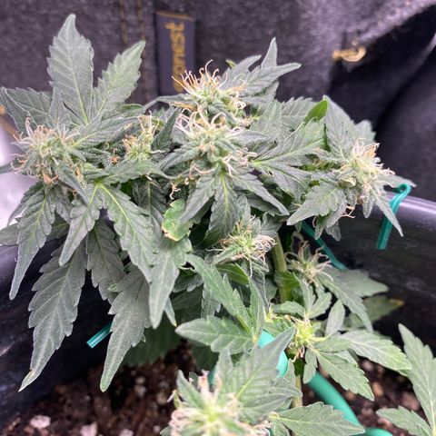 Star 1 growlog photo: Trichomes? 
Frosting