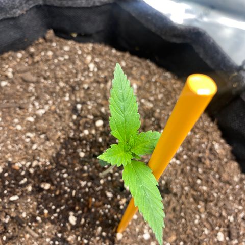 HoneyCream 1 growlog timeline photo