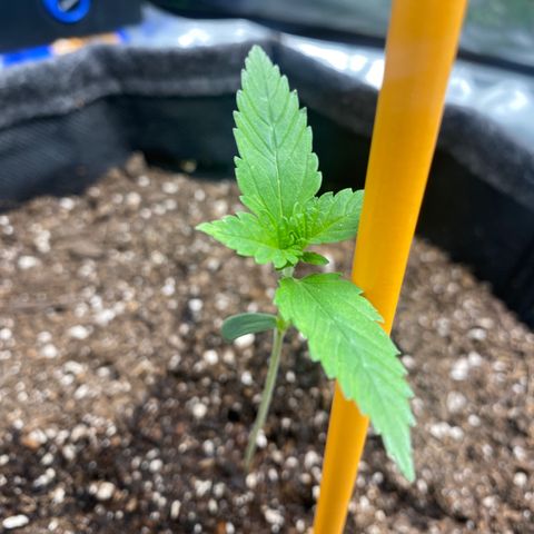 HoneyCream 1 growlog timeline photo