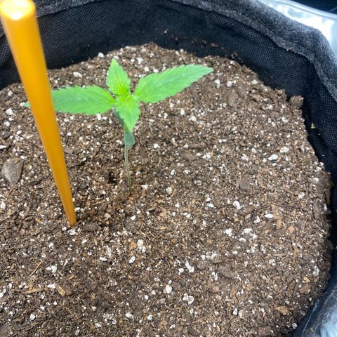 HoneyCream 1 growlog timeline photo