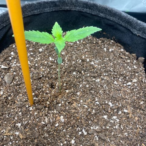 HoneyCream 1 growlog timeline photo