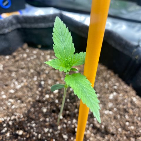 HoneyCream 1 growlog timeline photo