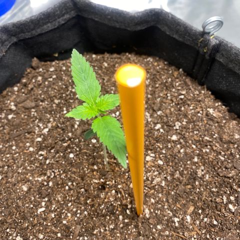 HoneyCream 1 growlog timeline photo