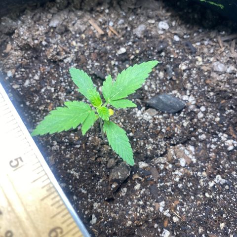 Auto star #2 growlog timeline photo