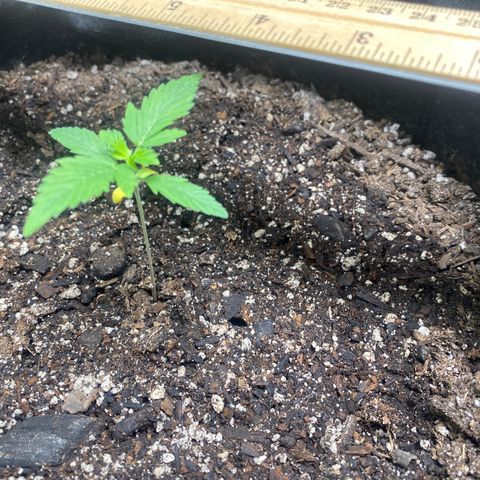 Auto star #2 growlog timeline photo