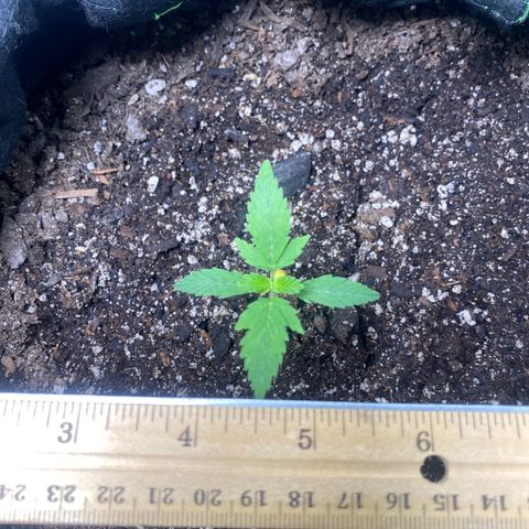 Auto star #2 growlog timeline photo