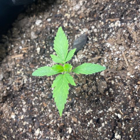 Auto star #2 growlog timeline photo
