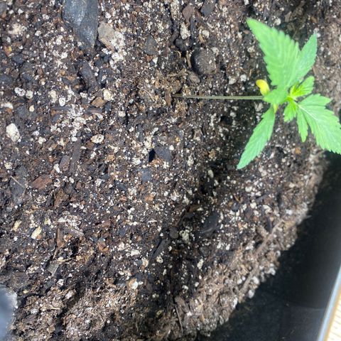 Auto star #2 growlog timeline photo