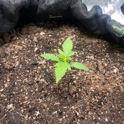 Auto star #2 growlog timeline photo