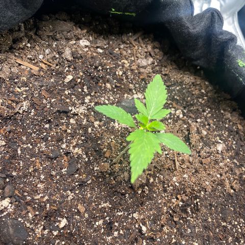 Auto star #2 growlog timeline photo