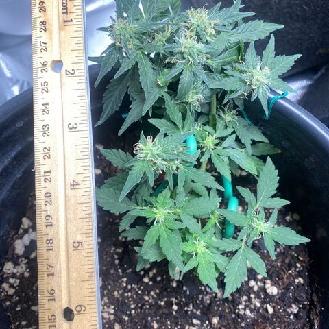 Star 1 growlog timeline photo