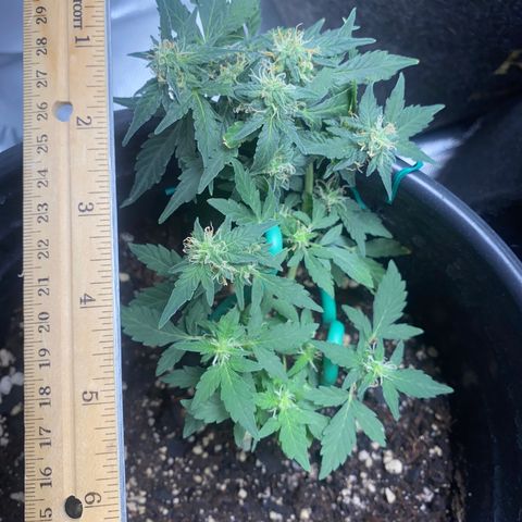 Star 1 growlog timeline photo