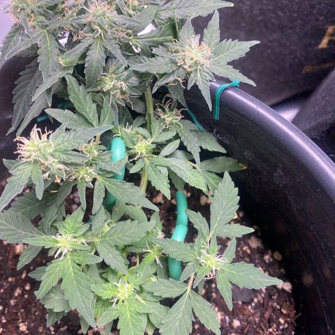 Star 1 growlog timeline photo