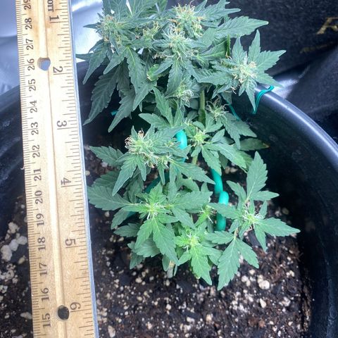 Star 1 growlog timeline photo