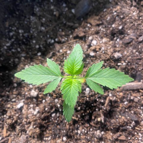 Auto star #2 growlog timeline photo