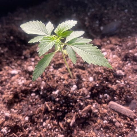 Auto star #2 growlog timeline photo