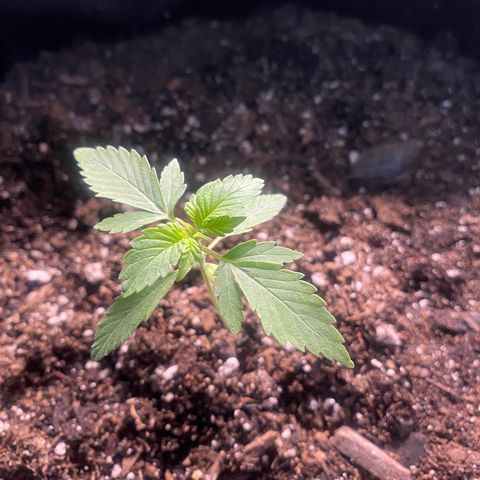 Auto star #2 growlog timeline photo