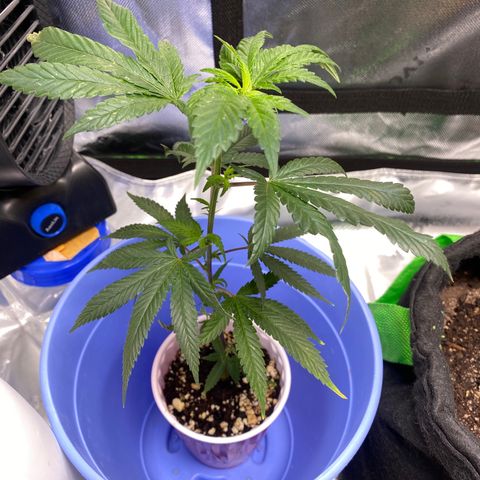 Pure Michigan growlog timeline photo