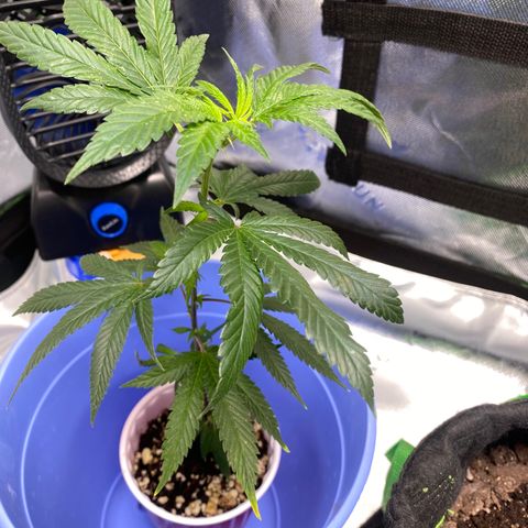 Pure Michigan growlog timeline photo