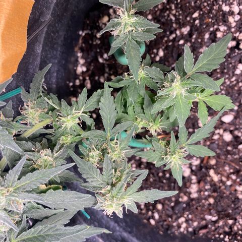 Star 1 growlog timeline photo