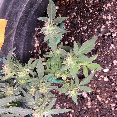 Star 1 growlog timeline photo