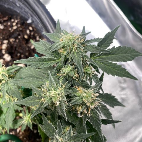 Star 1 growlog timeline photo