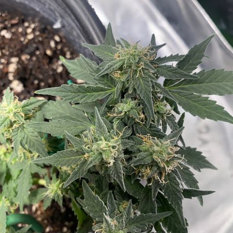 Star 1 growlog timeline photo