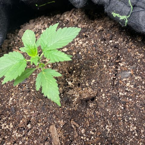 Auto star #2 growlog timeline photo
