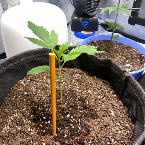 HoneyCream 1 growlog timeline photo