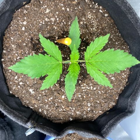 HoneyCream 1 growlog timeline photo